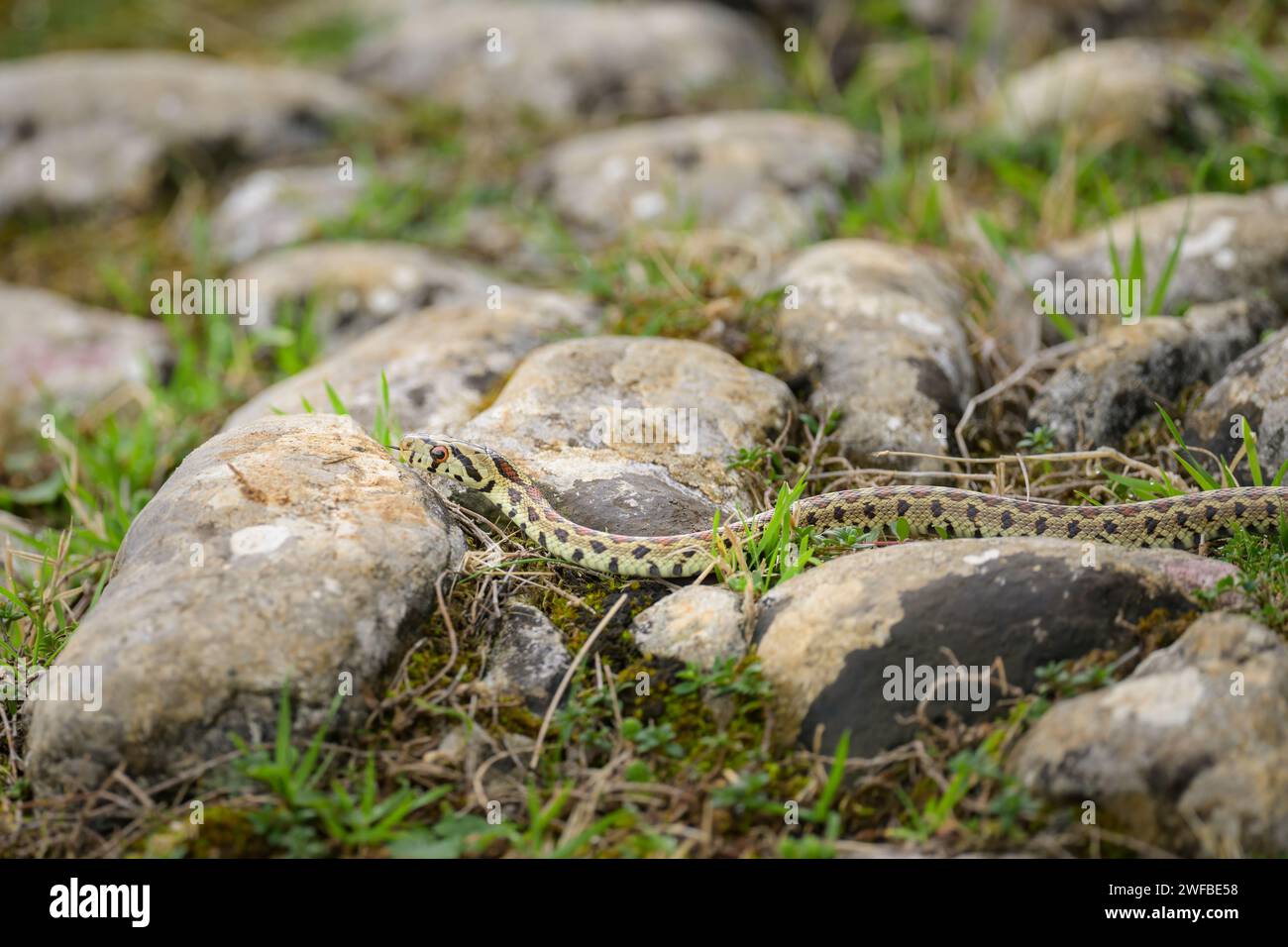 A young leopard snake resting on the ground, cloudy day in autumn, Cres (Croatia) Stock Photo