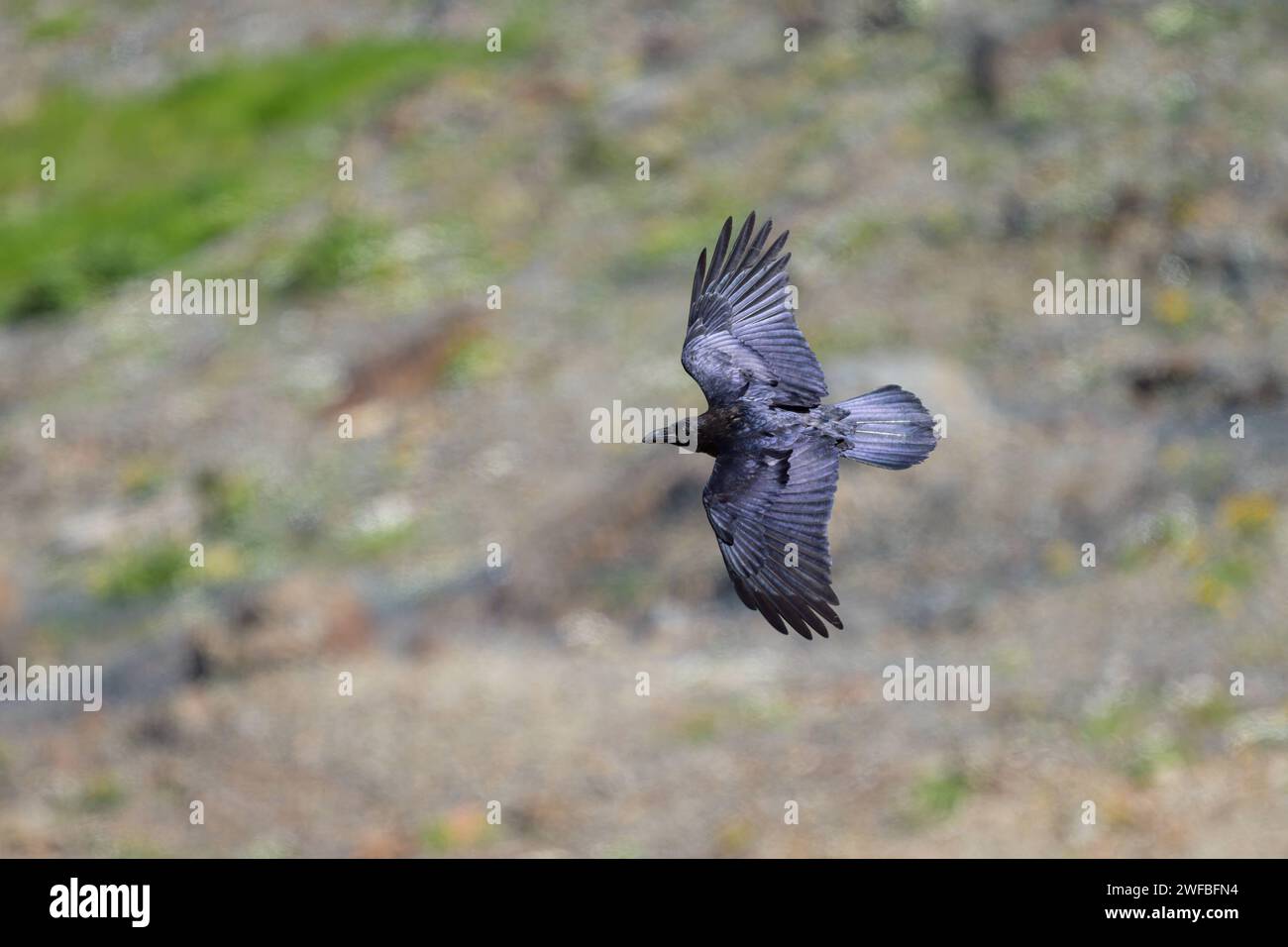 A northern raven in flight on a sunny day in summer in the alps in South Tyrol Italy Stilfs Switzerland Stock Photo
