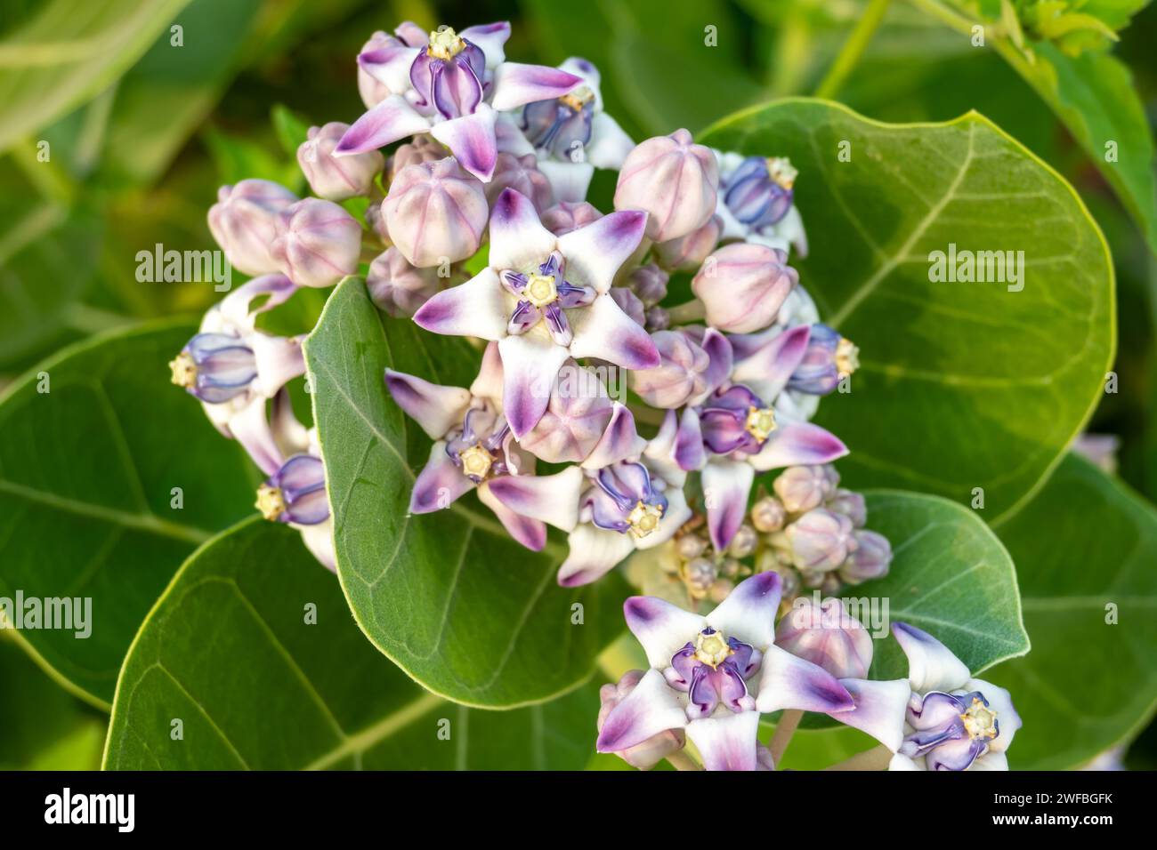 Purple flowers of Calotropis gigantea, Family of Apocynaceae Stock Photo