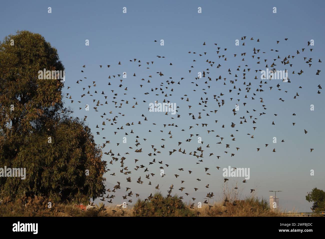 flock of crows flies in the sky Stock Photo