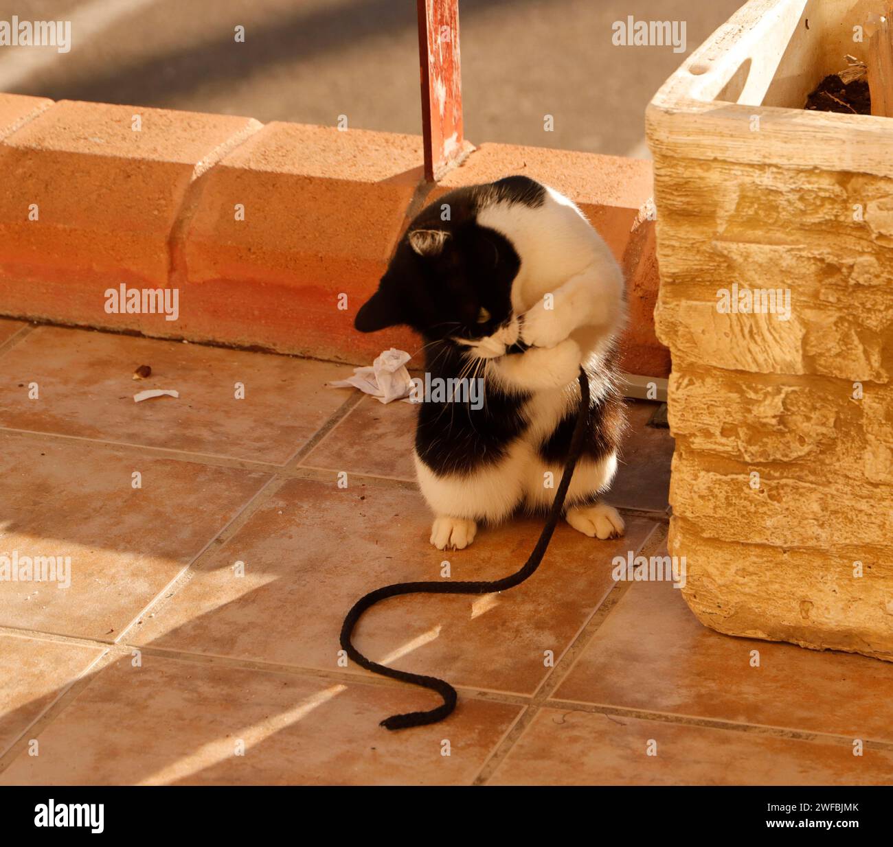 Cat is playing with rope Stock Photo