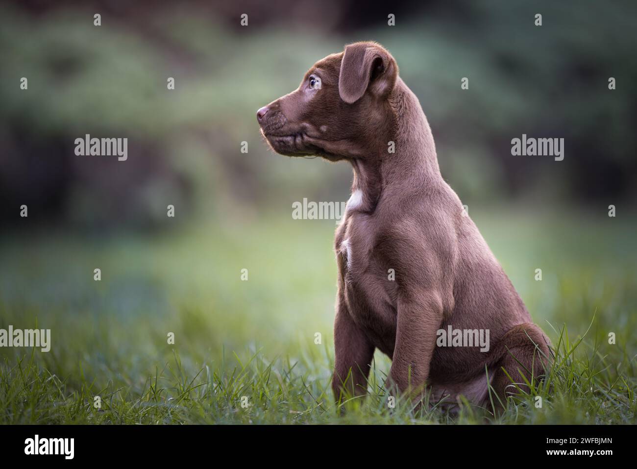 Cute brown Patterdale terrier puppy sitting on grass and looking sideways to the left with copy space Stock Photo