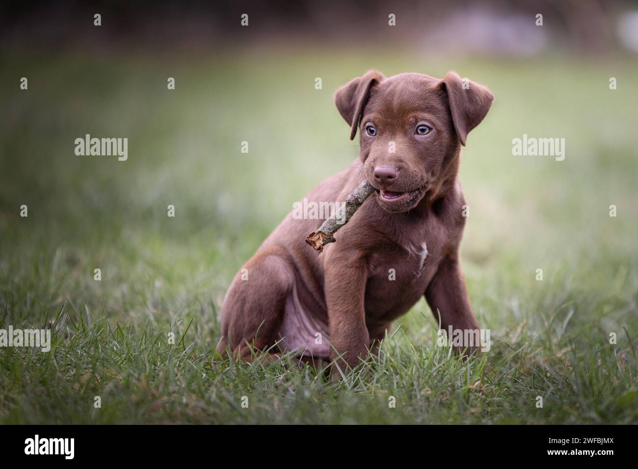 Very cute adorable brown Patterdale terrier puppy  sitting on a patch of grass playing with a stick Stock Photo