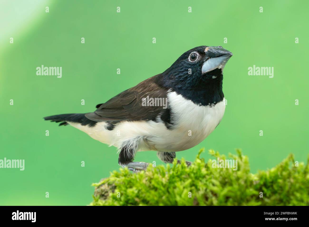 magpie mannikin or magpie munia , Spermestes fringilloides Stock Photo