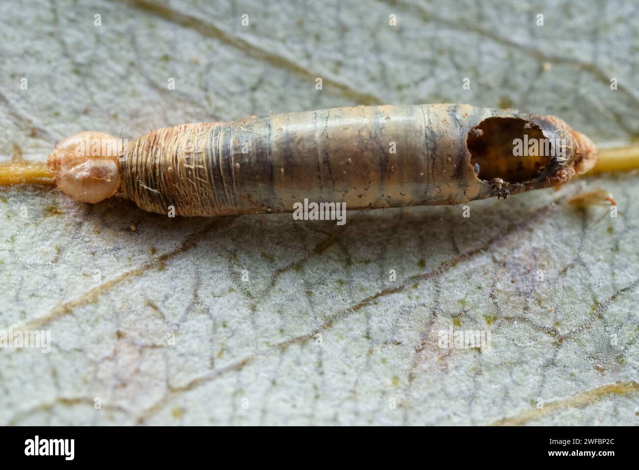 Parasitic moth larvae hi-res stock photography and images - Alamy