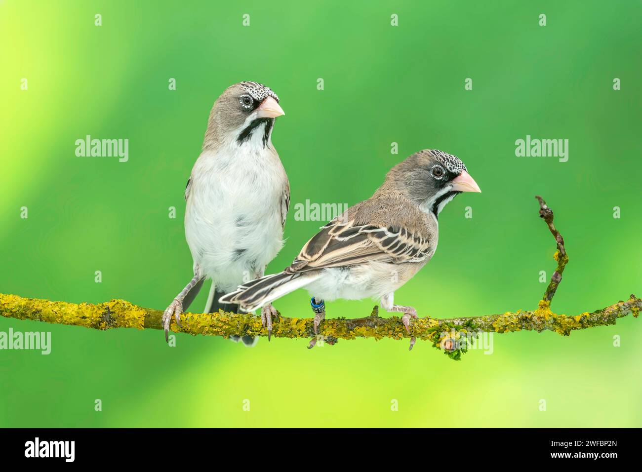 scaly-feathered weaver, Sporopipes squamifrons Stock Photo