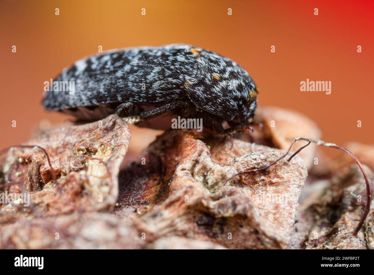 Larder skin beetle (Dermestes murinus) Stock Photo