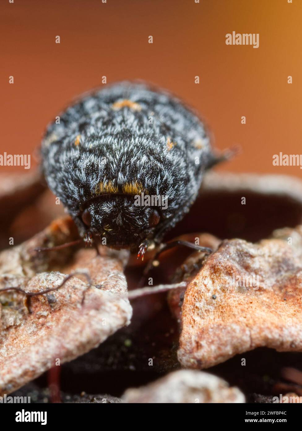 Larder skin beetle (Dermestes murinus Stock Photo Alamy