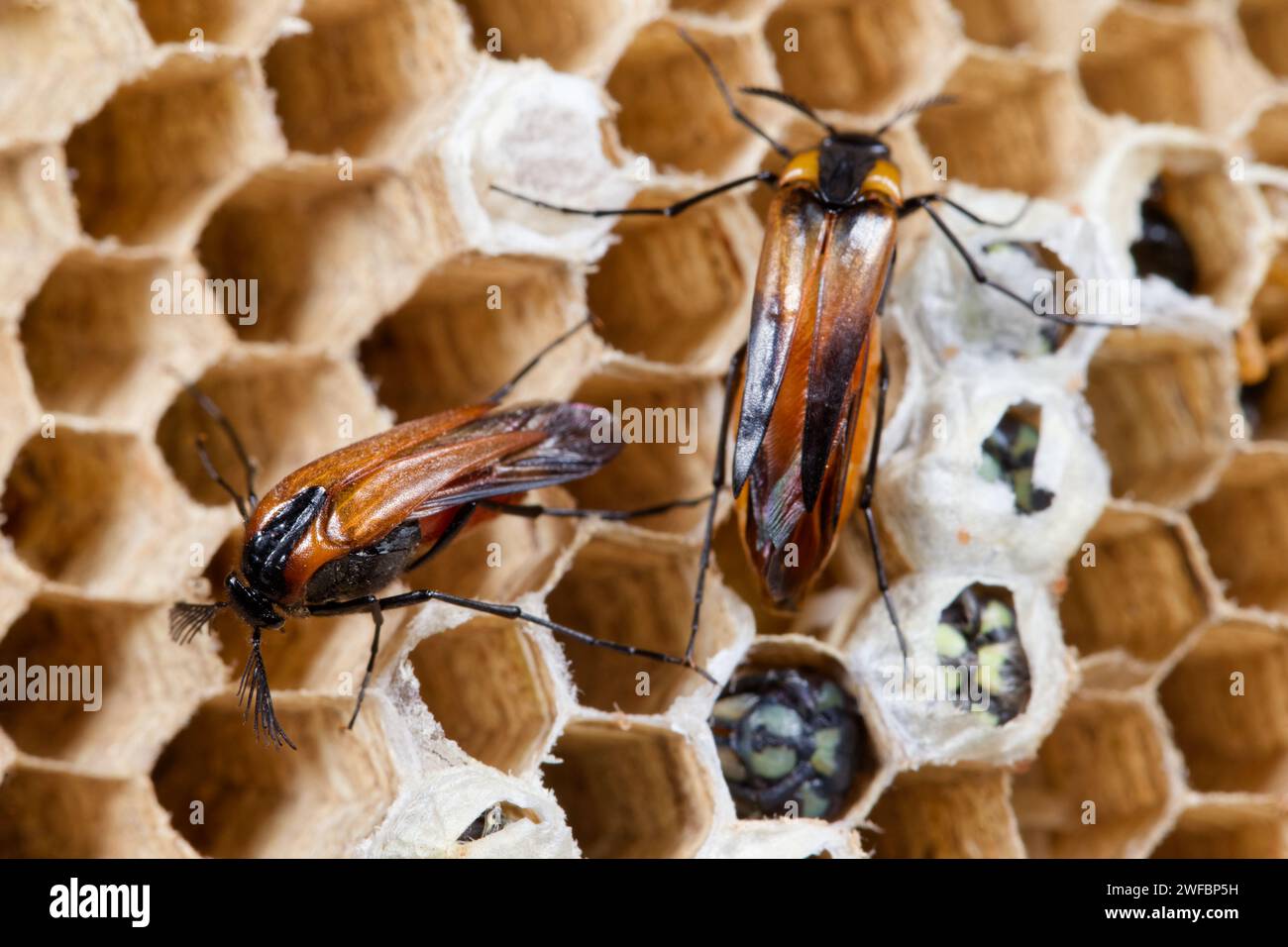 Wasp nest beetles (Metoecus paradoxus) inside a wasp nest Stock Photo