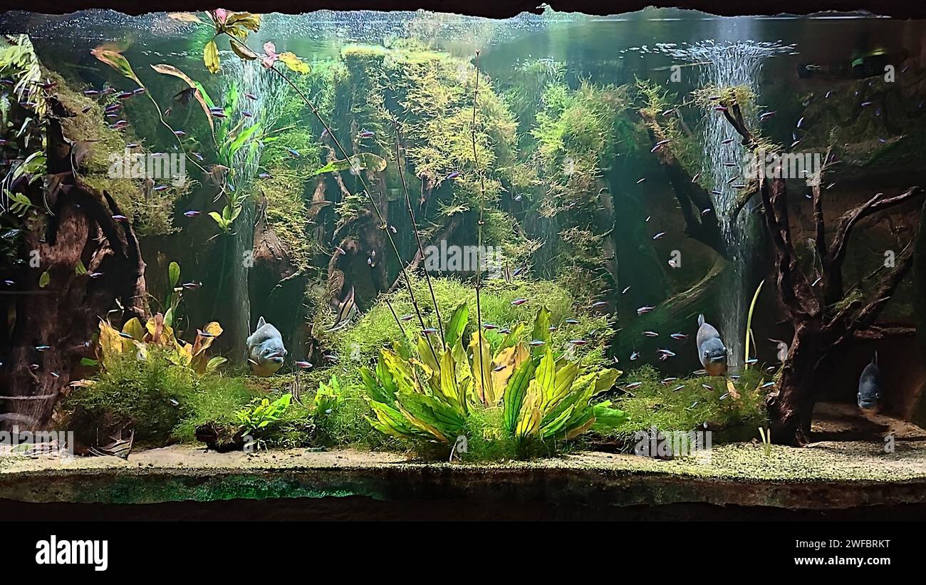Highlighted aquarium with plants and fishes Stock Photo