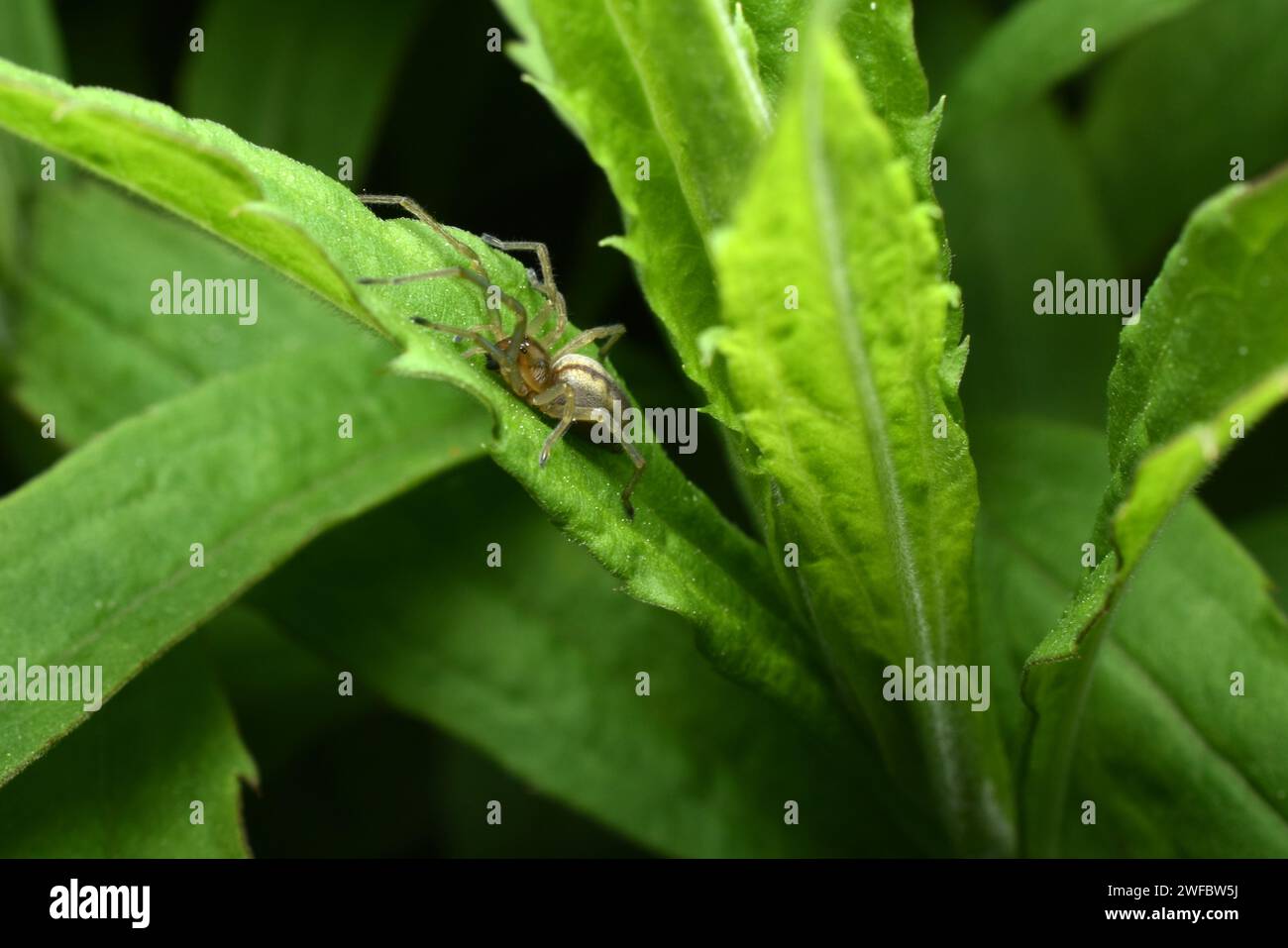 A gray spider with a stripe on its back hunts while sitting on a plant ...