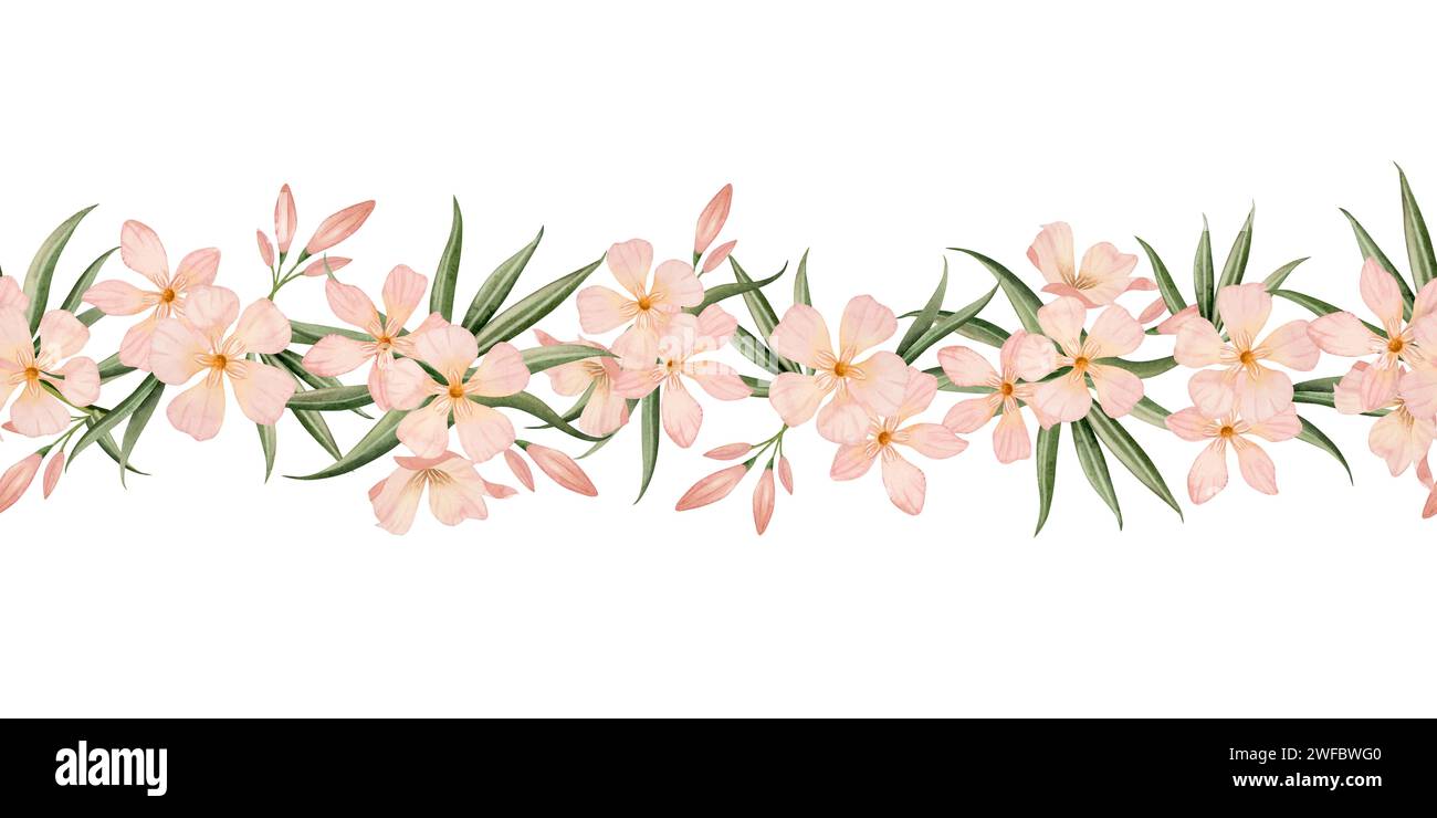 Nerium Oleander flowers with buds and leaves watercolor seamless border isolated on white background. Pastel pink color floral horizontal banner for w Stock Photo