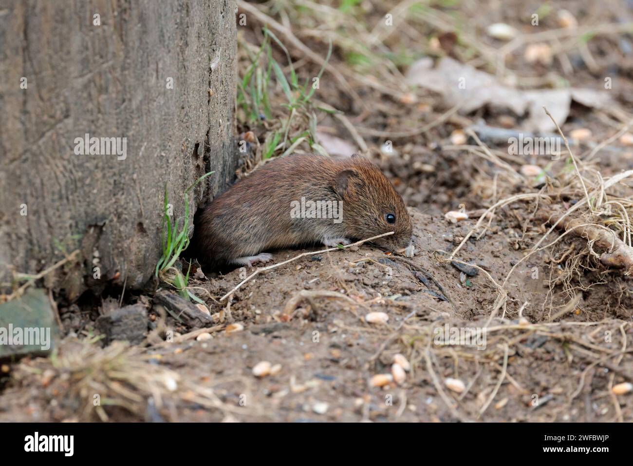 Bank vole Clethrionomys glareolus, glossy chestnut brown coat small ...