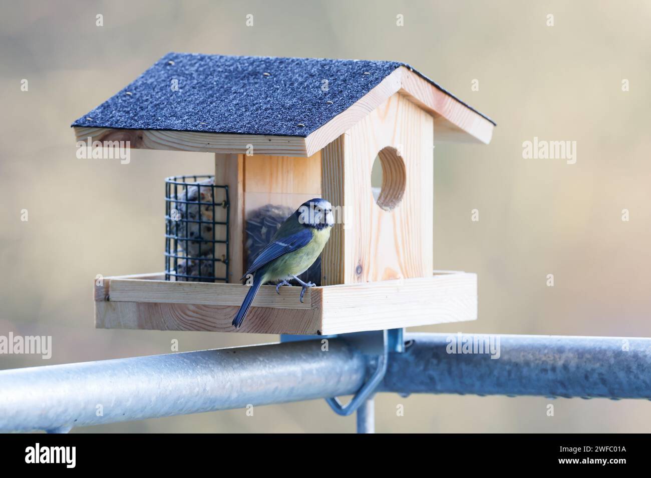 Vogelfütterung auf einem Balkon, Balkongeländer, Vogelfütterung