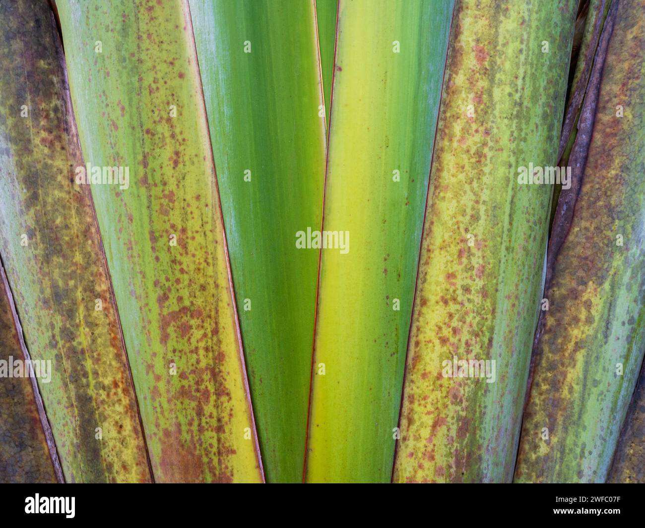 Detail closeup view of traveller's palm tree aka ravenala madagascariensis - a colorful and textured abstract natural background Stock Photo