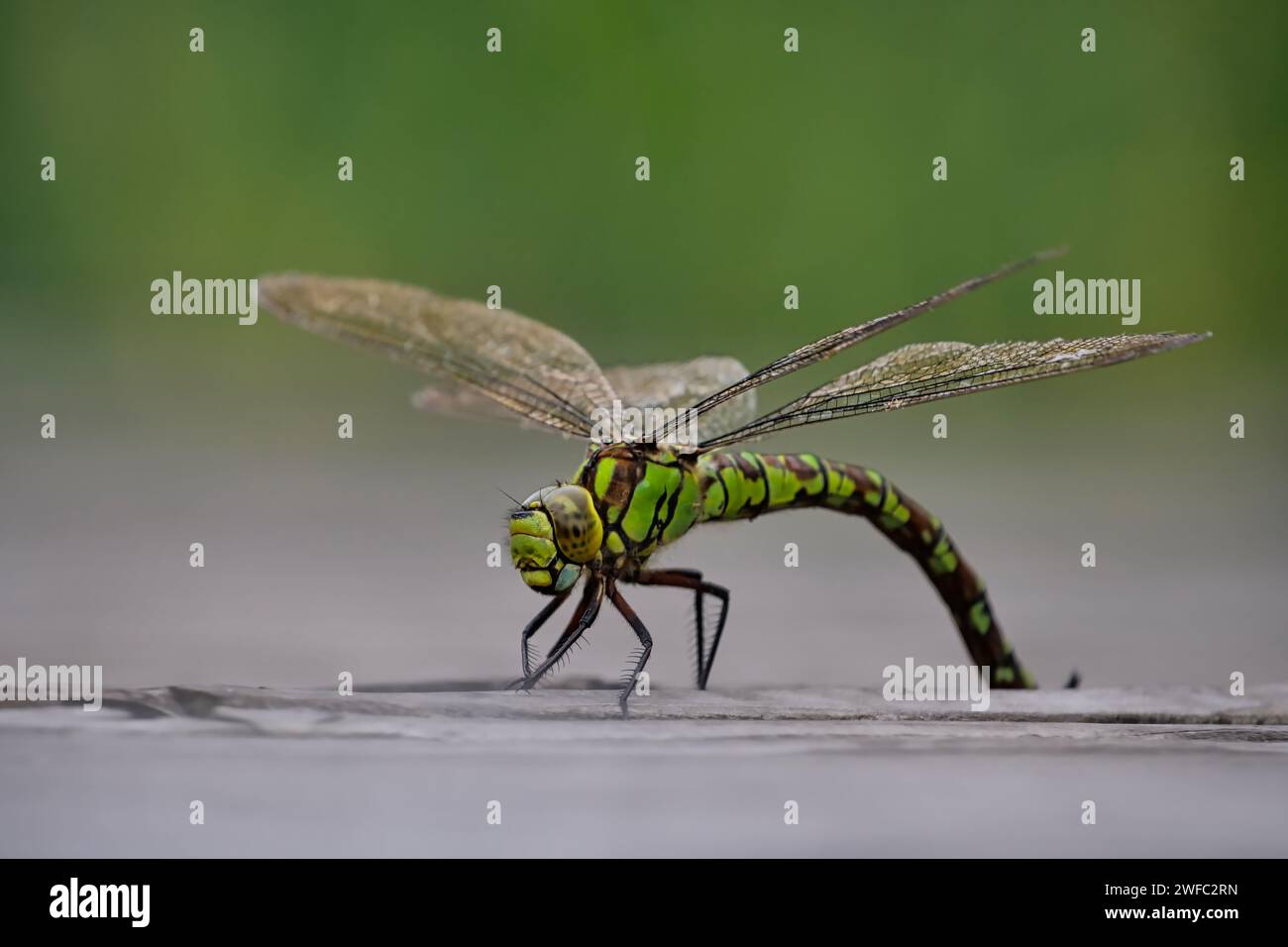 Dragonfly - Dragon fly - Female Teal Mosaic Damselflies - Aeshna cyanea - lays eggs (calender, card, postcard) Stock Photo