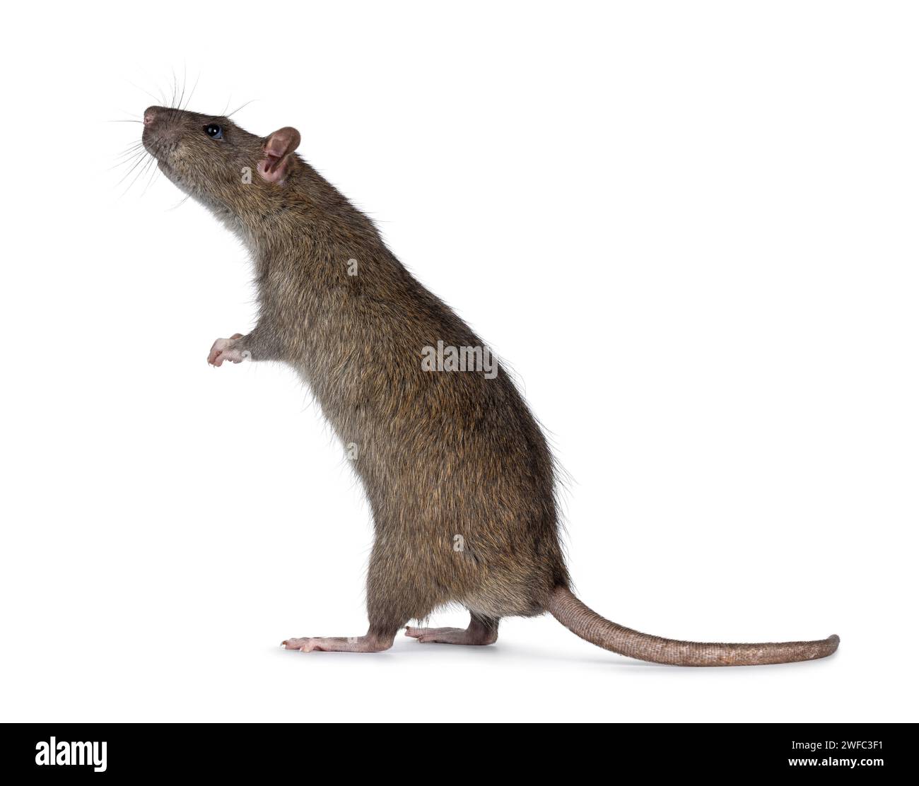 Rat standing up hi-res stock photography and images - Page 2 - Alamy