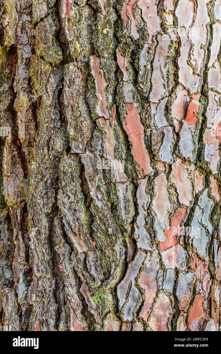 Detail of bark of Maritime Piine tree (Pinus pinaster) - central France. Stock Photo
