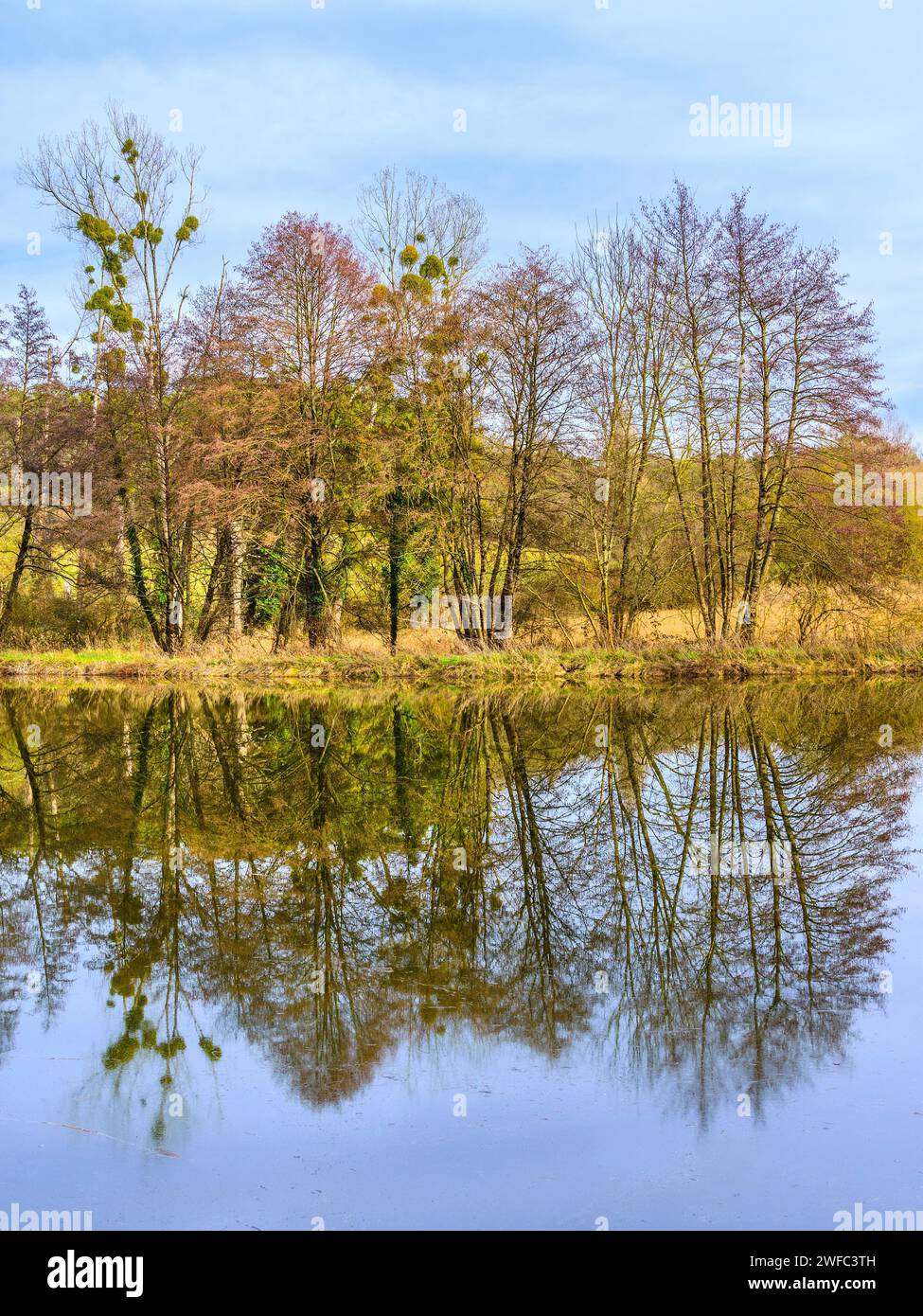 Mixed deciduous trees reflected on still pond surface - central France. Stock Photo