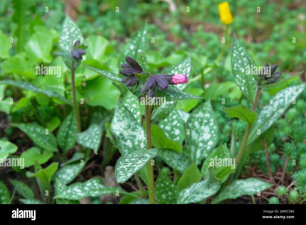 Pulmonaria officinalis. Herbaceous plant with small fragrant flowers of pink, purple or blue color. Medicinal healthy herb. Green meadow. Stock Photo