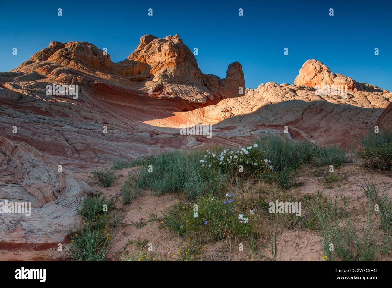Wildflowers blooming in a patch of sand in the White Pocket Recreation Area, Vermilion Cliffs National Monument, Arizona.  Included are Pallid Evening Stock Photo