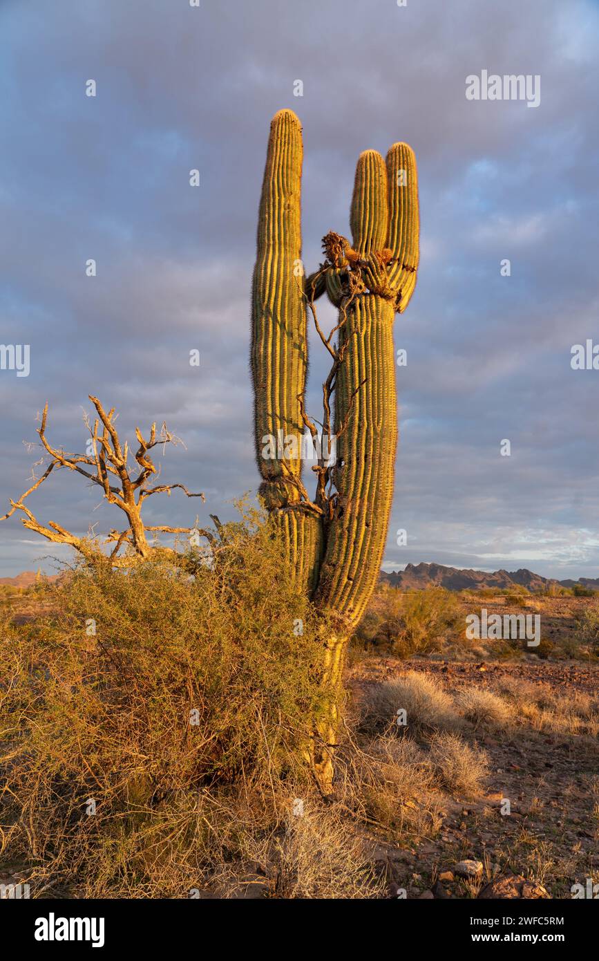 Giant Saguaro Cactus, Arizona, 1994 for sale at Pamono