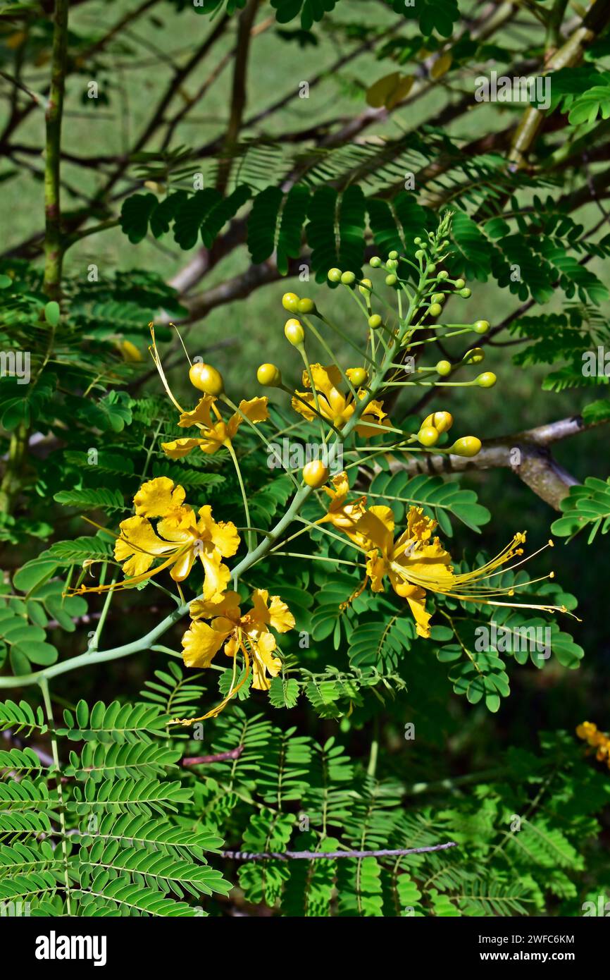 Yellow peacock flowers (Caesalpinia pulcherrima) on tropical garden Stock Photo