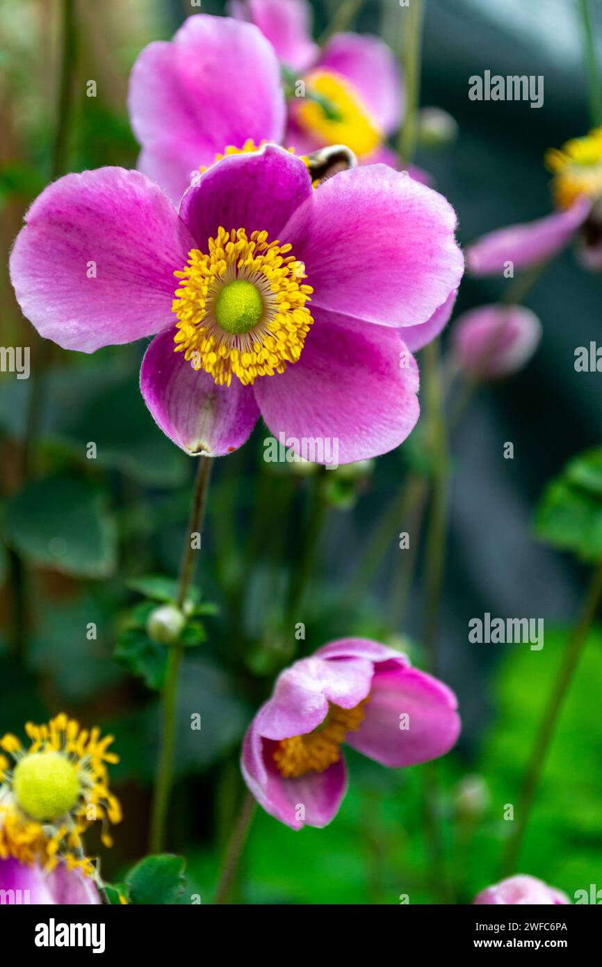 Blooming flowers of lilac Japanese anemone against blurred natural background Stock Photo