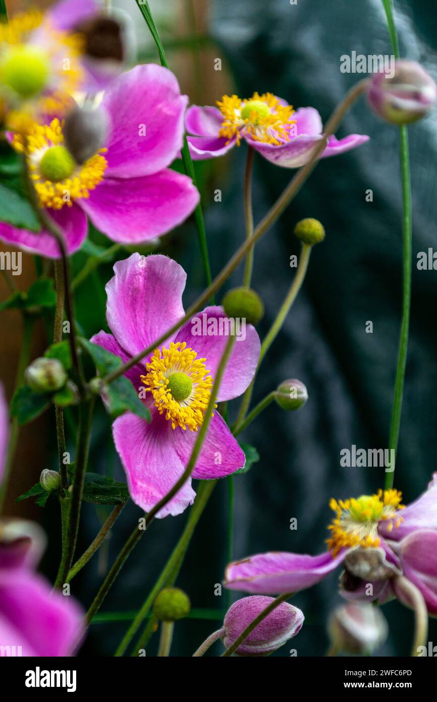 Blooming flowers of lilac Japanese anemone against blurred natural background Stock Photo