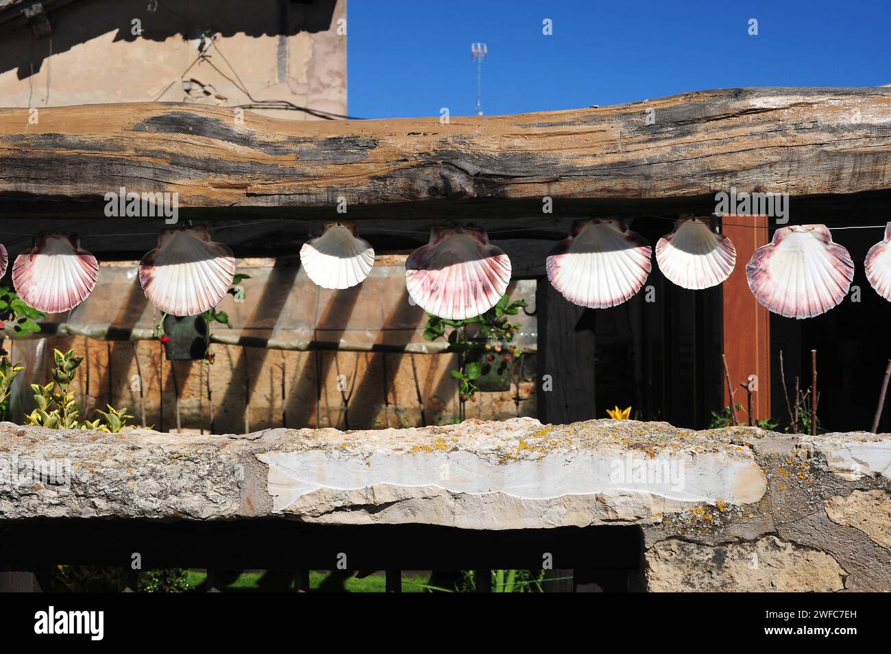 Agés, scalops on Camino de Santiago. Arlanzón municipality, Burgos province, Castilla y Leon, Spain. Stock Photo