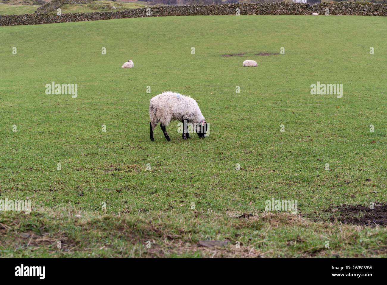 sheep in the meadow Stock Photo - Alamy
