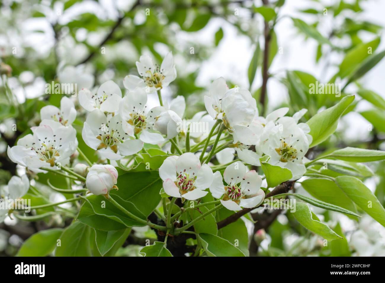 Pear tree blossom close-up. White pear flower on naturl background Stock Photo