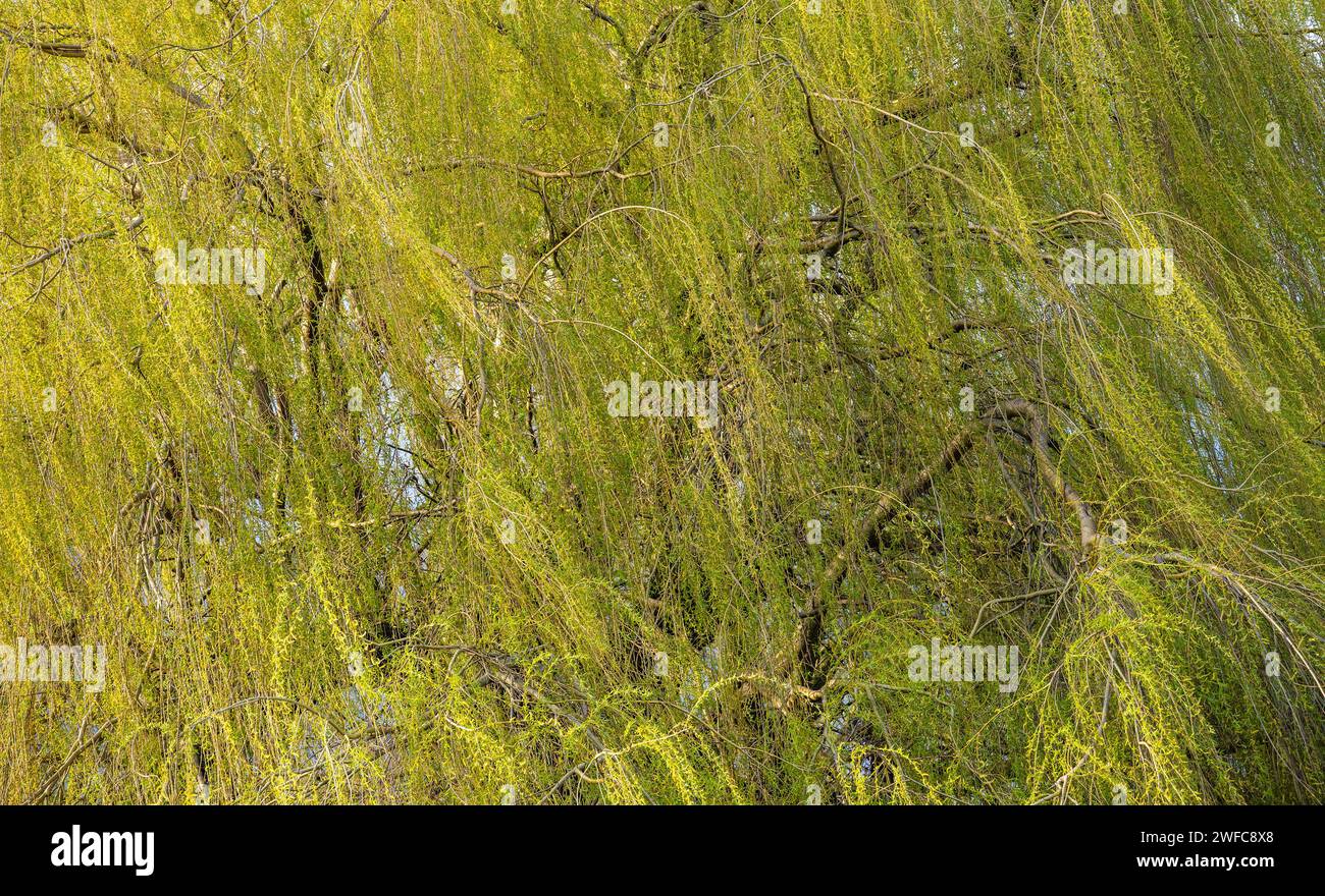 The weeping willow tree in Central Park, Peterborough, laden with catkins, in March 2023 Stock Photo