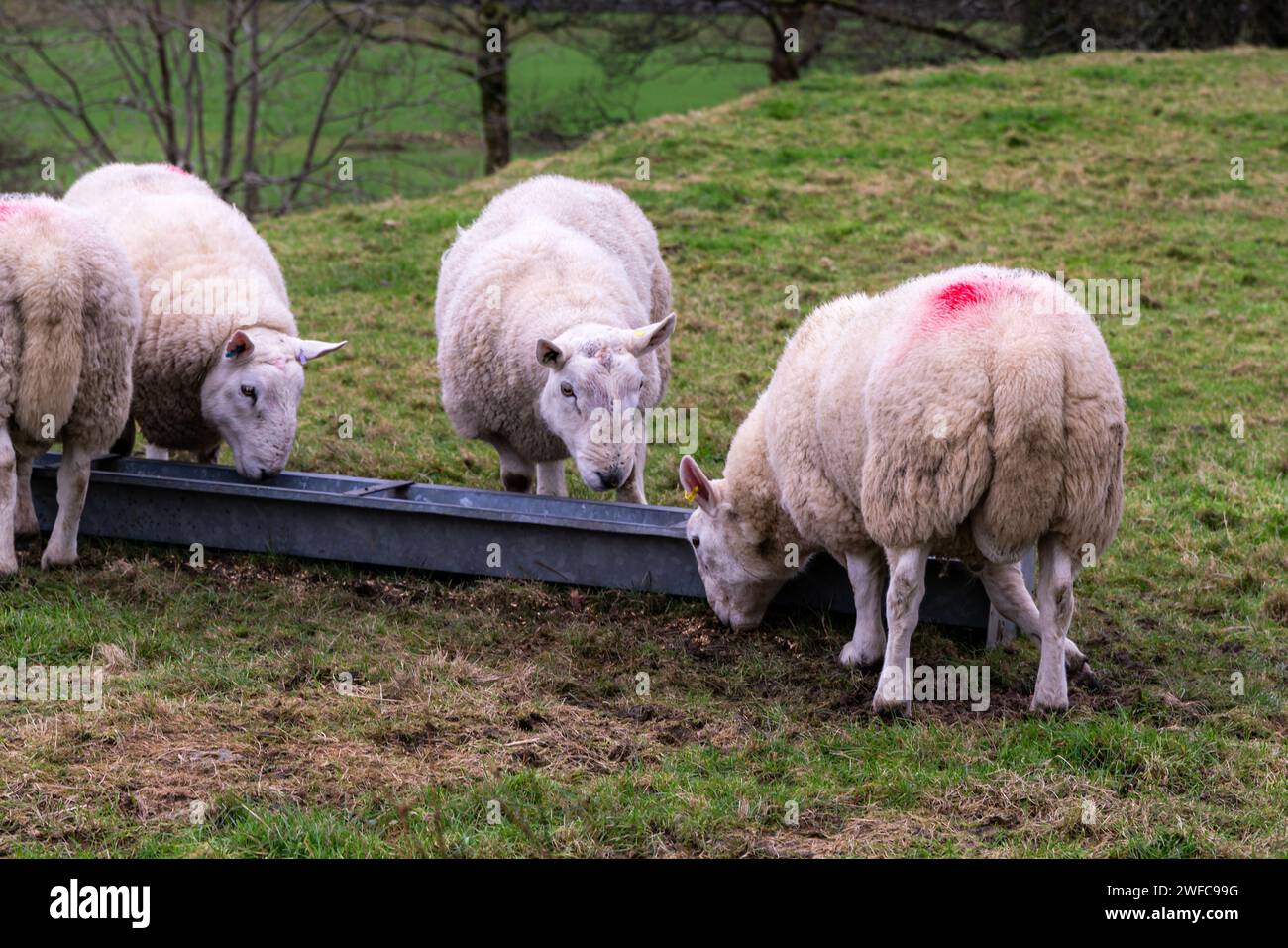 sheep in the meadow Stock Photo - Alamy