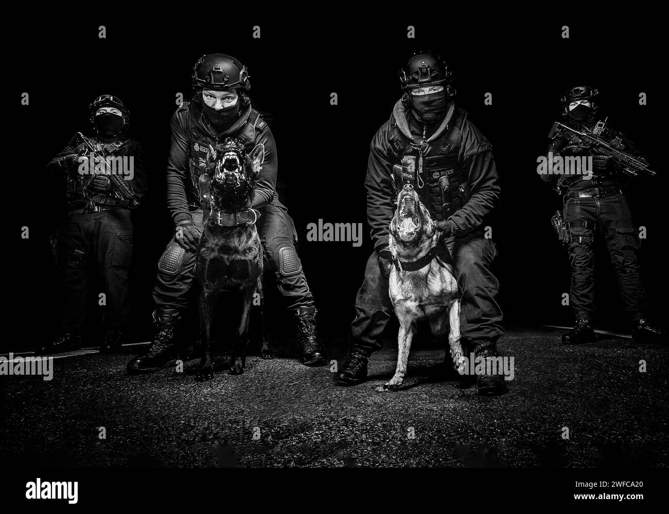 Two UK Police dog handlers dressed in firearms kit with aggressive firearms support dogs looking at camera flanked by firearms officers Stock Photo