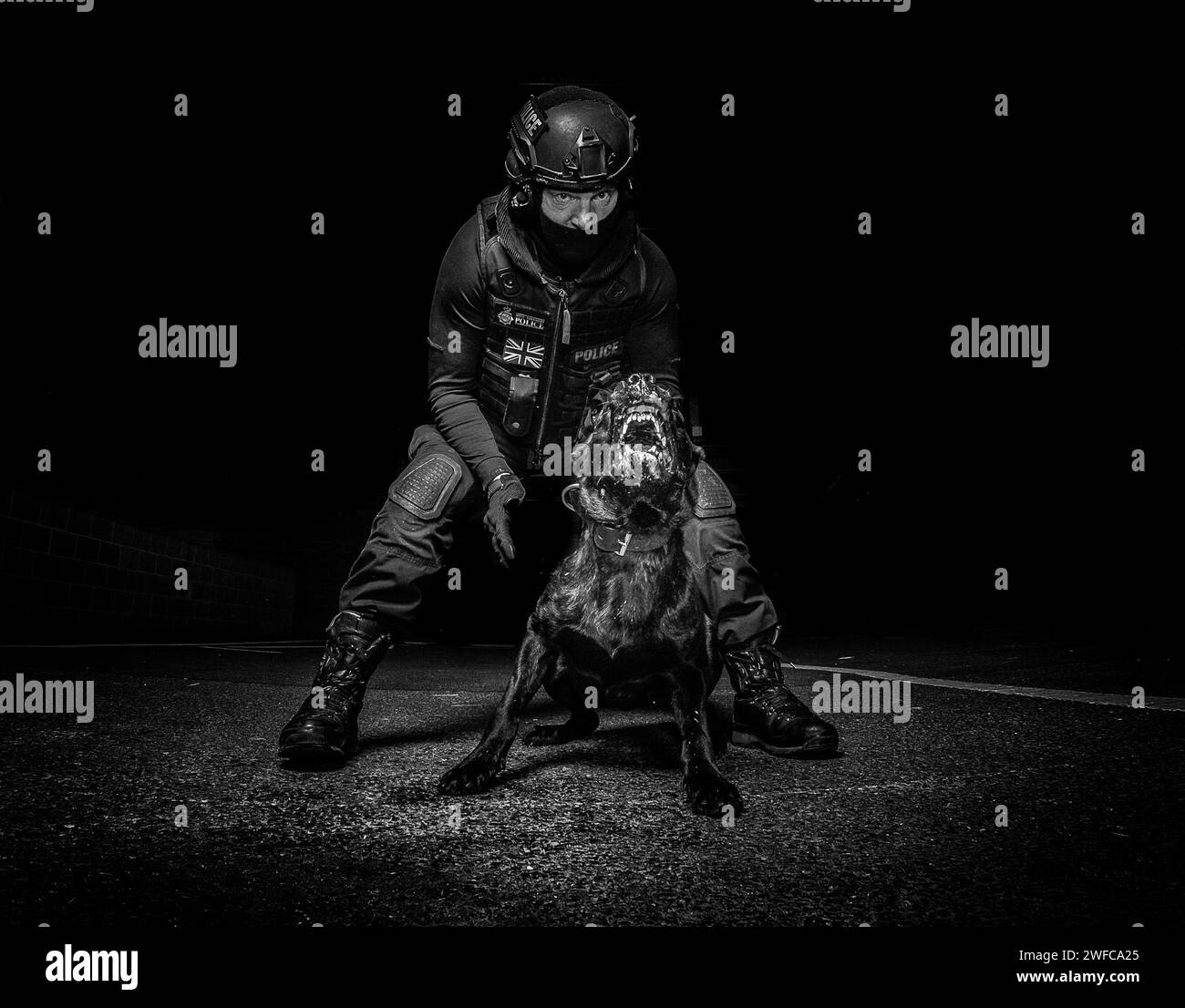 UK Police dog handler dressed in firearms kit with aggressive firearms support dog looking at camera Stock Photo