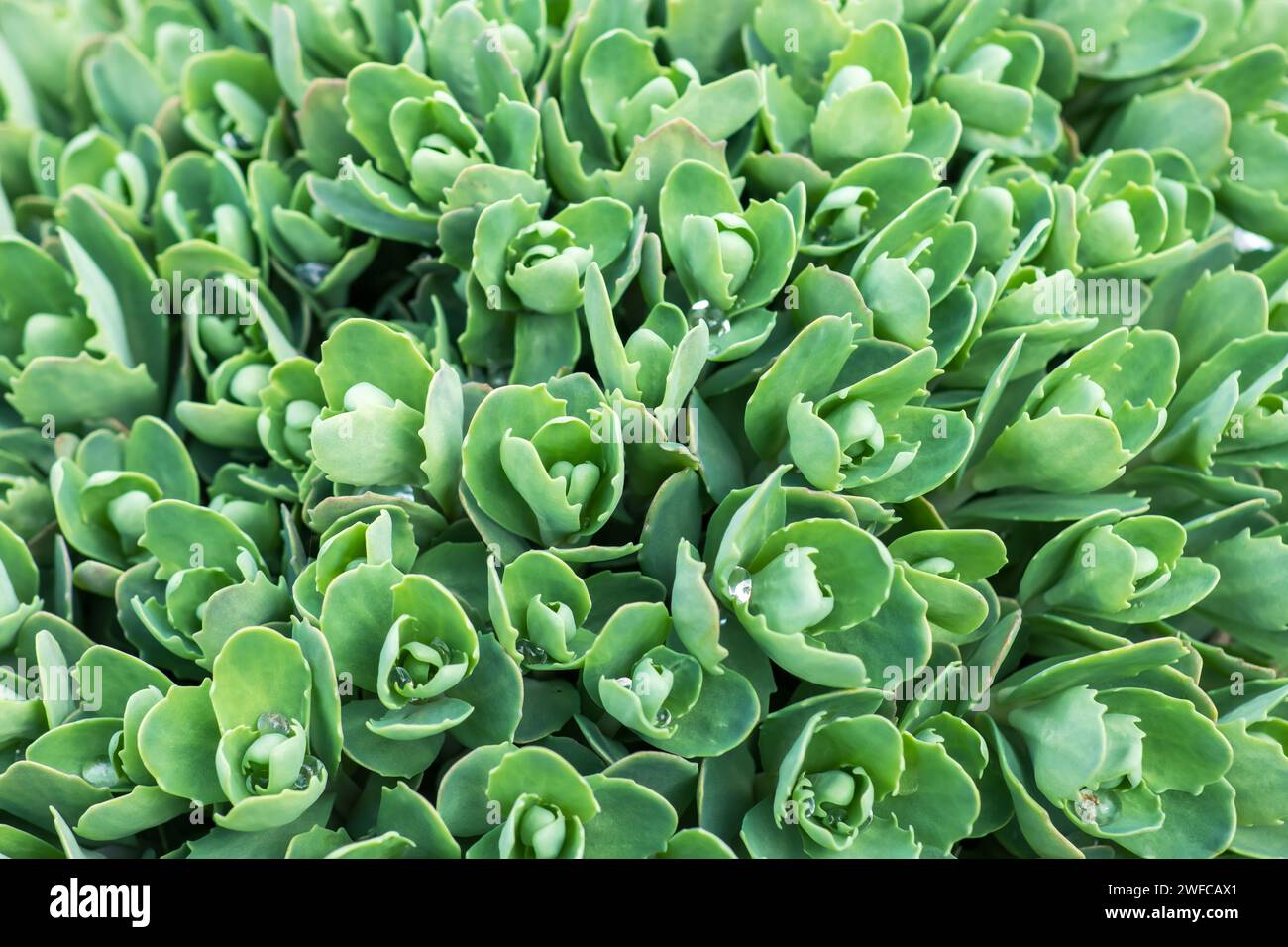 Sedum plant, Hylotelephium spectabile spring. Stock Photo
