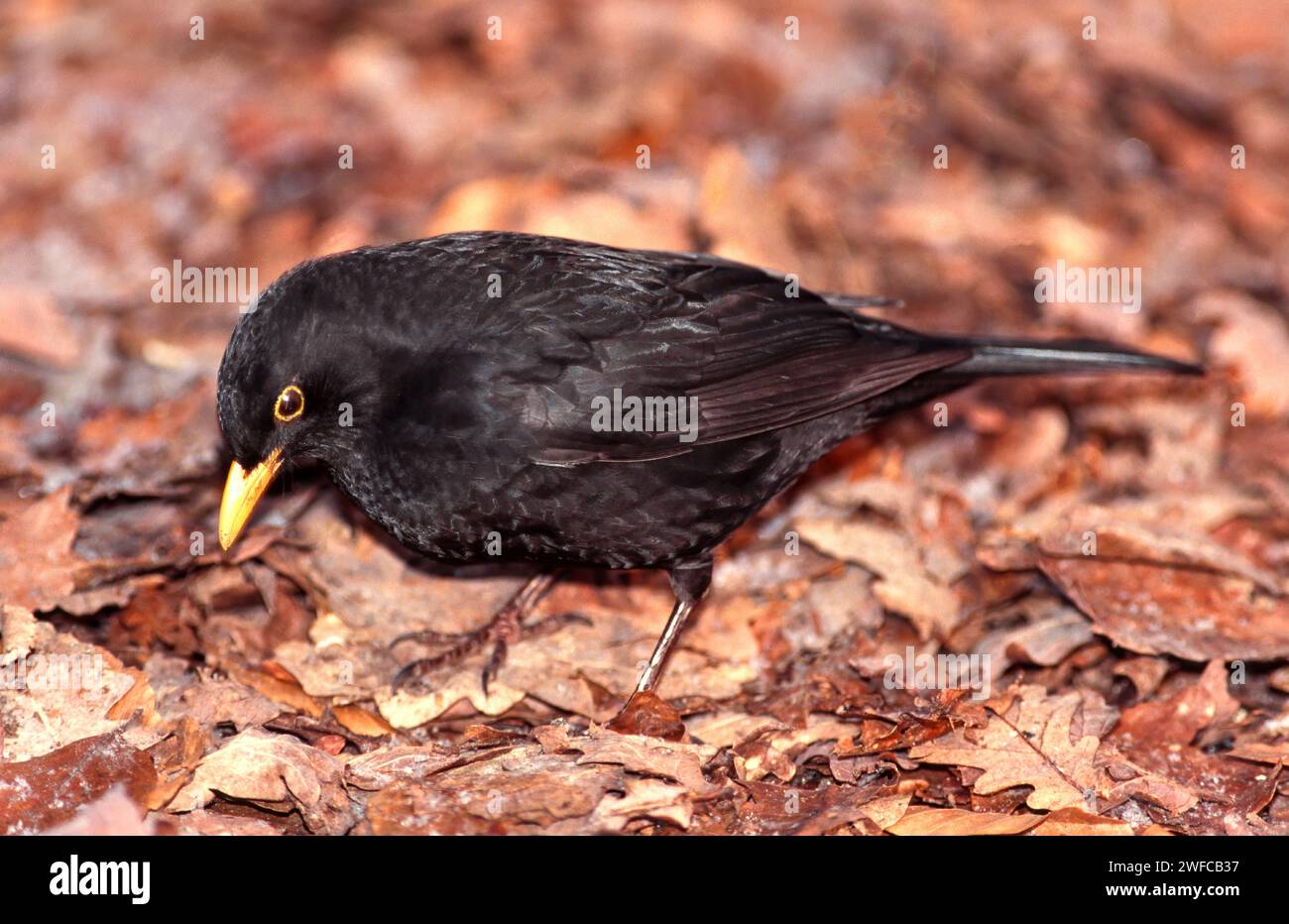 Common blackbird Turdus merula male searching autumn leaves for food Stock Photo