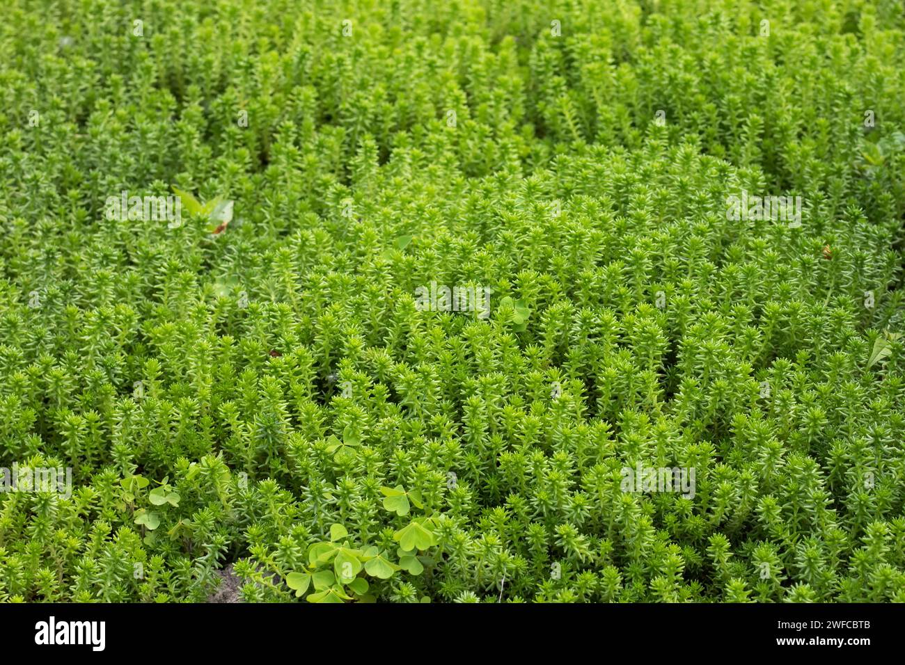 Close-up texture background of cute small green succulent plants stonecrop 'sedum spanish'. Stock Photo