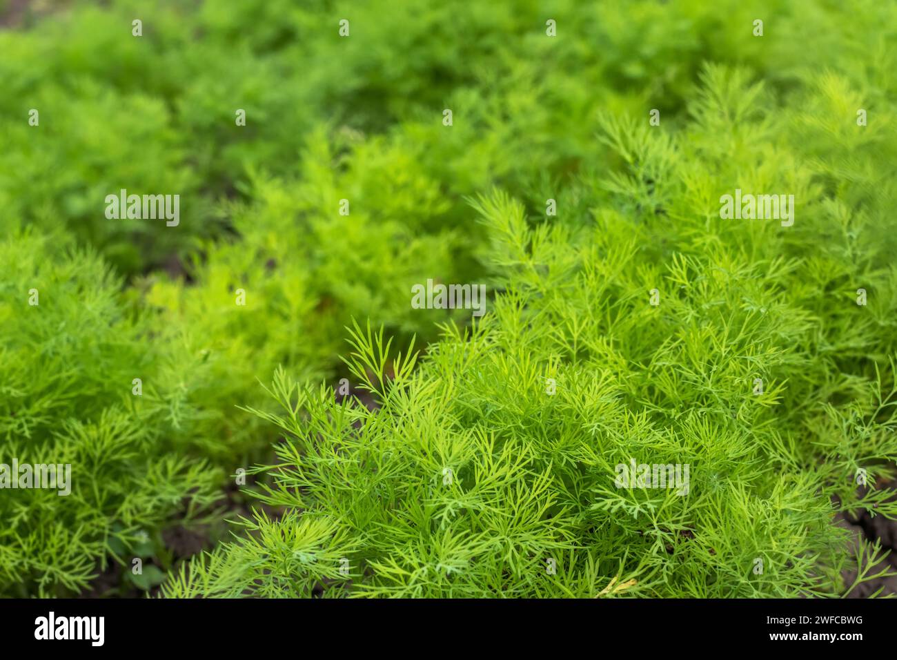 Fresh dill Anethum graveolens growing on the vegetable bed. Annual herb, family Apiaceae. Growing fresh herbs. Green plants in the garden, ecological Stock Photo
