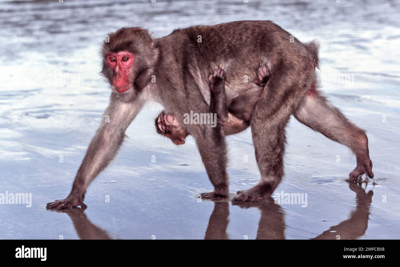 Kojima Island Japan uninhabited island home to Japanese macaques a female carrying a very young one on chest and abdomen Stock Photo