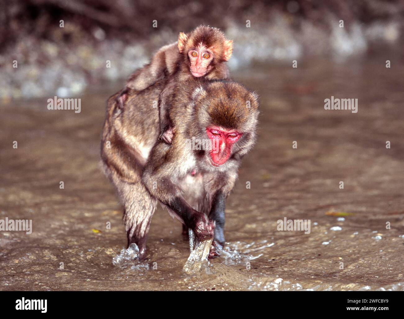 Kojima Island Japan uninhabited island home to Japanese macaques a female carrying a young one on her back Stock Photo