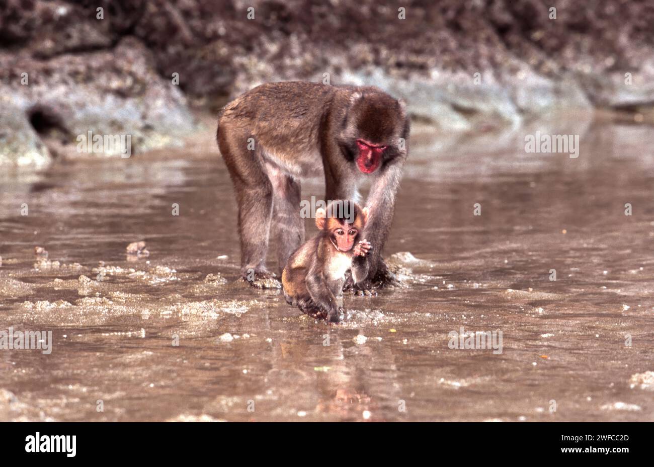 Kojima Island Japan uninhabited island home to Japanese monkeys or macaques a female with very young one Stock Photo