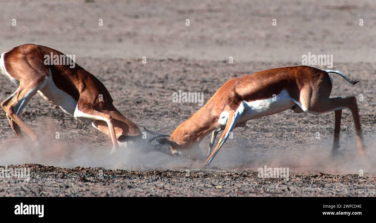 The kalahari desert hi-res stock photography and images - Alamy
