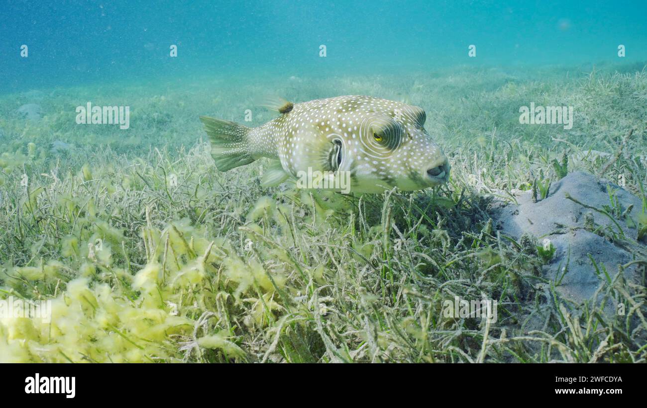 Red Sea, Egypt. 24th June, 2023. Broadbarred Toadfish or White-spotted puffer (Arothron hispidus) swims over seagrass bed among Round Leaf Sea Grass or Noodle seagrass (Syringodium isoetifolium) in evening, Red sea, Safaga, Egypt (Credit Image: © Andrey Nekrasov/ZUMA Press Wire) EDITORIAL USAGE ONLY! Not for Commercial USAGE! Stock Photo