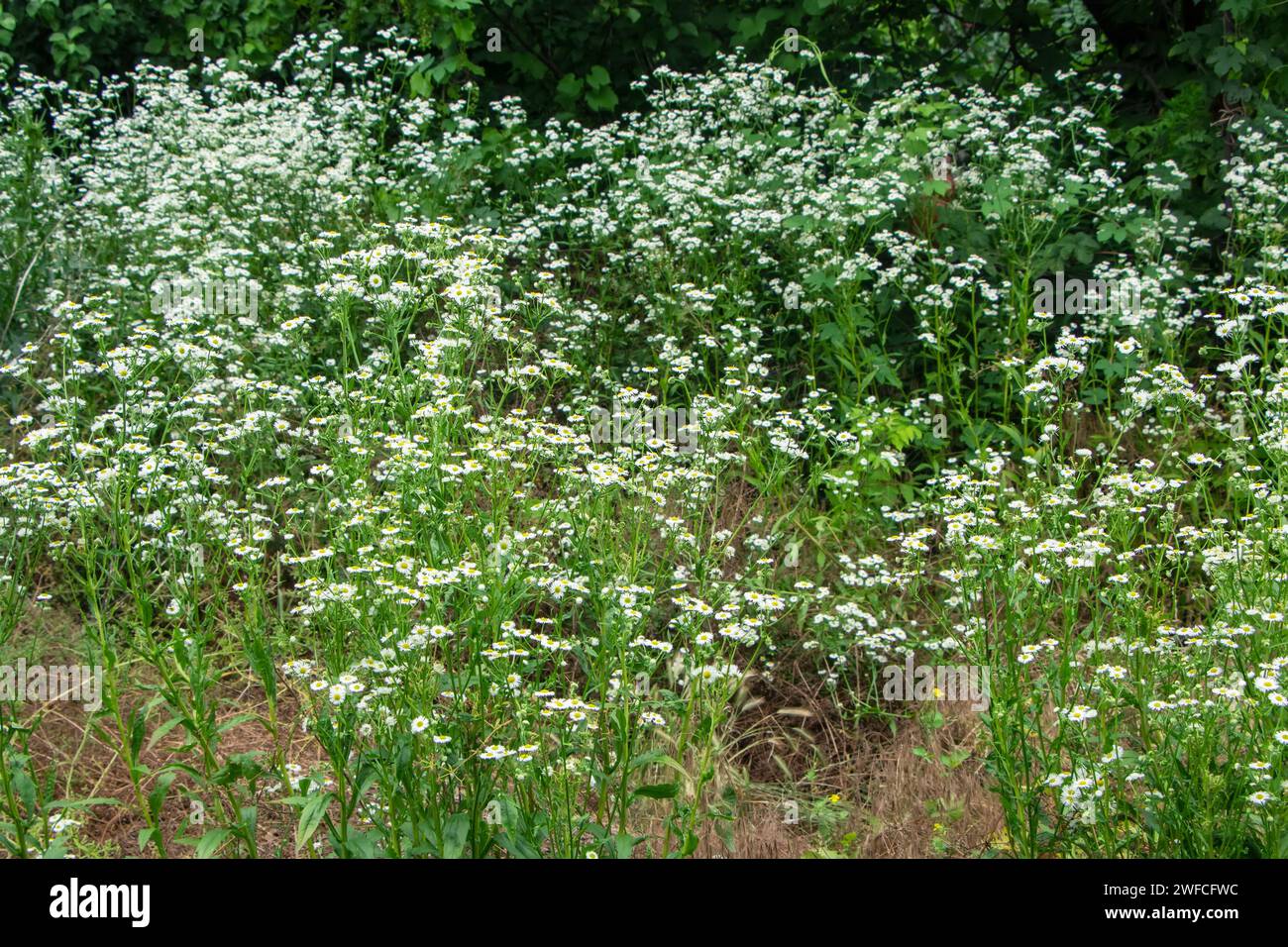 Erigeron annuus blooms in June. Erigeron annuus, formerly Aster annuus, the annual fleabane, daisy fleabane, or eastern daisy fleabane, is a species o Stock Photo
