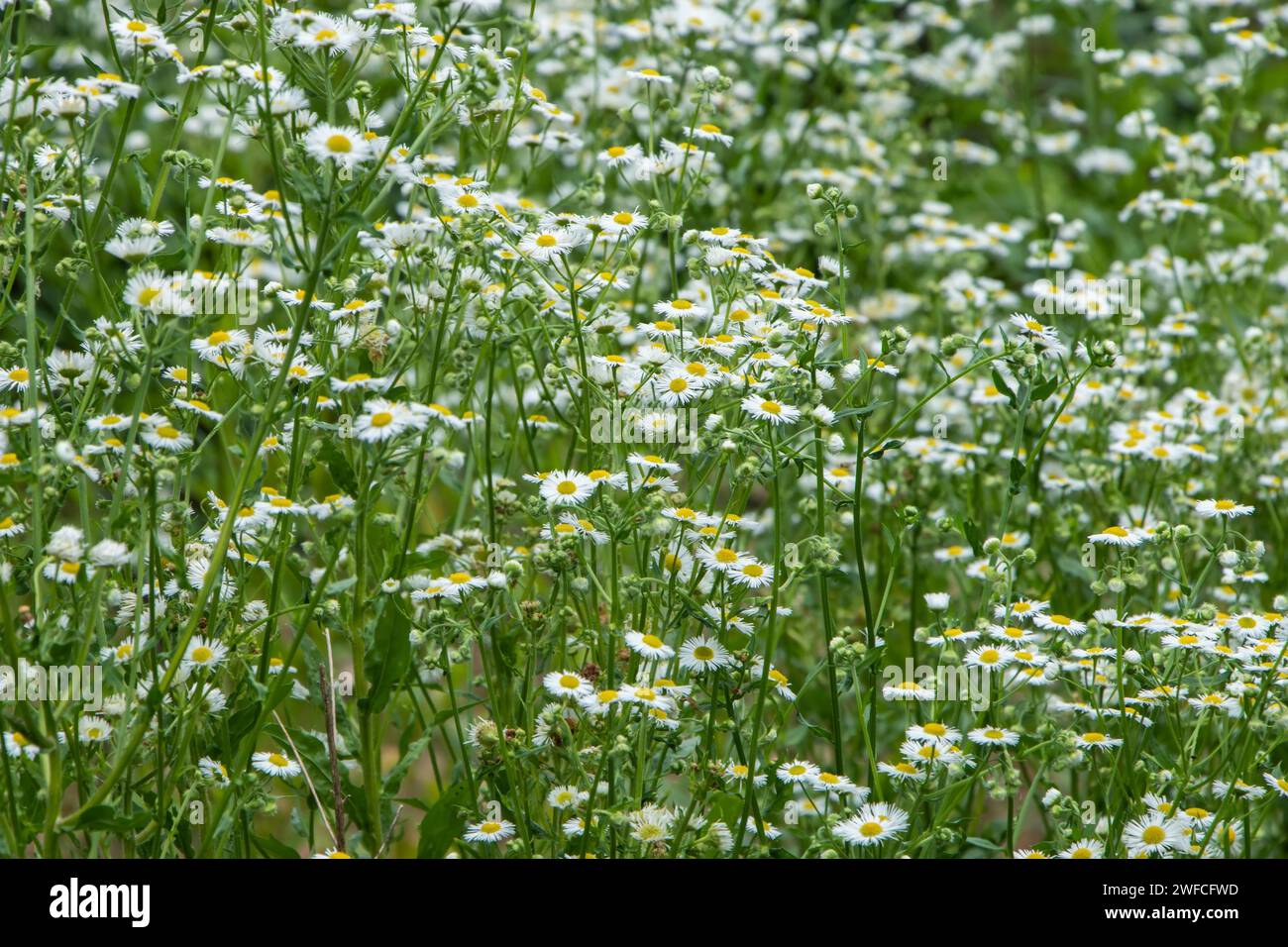 Summer in the meadow, blooms in the wild Erigeron annuus. Stock Photo