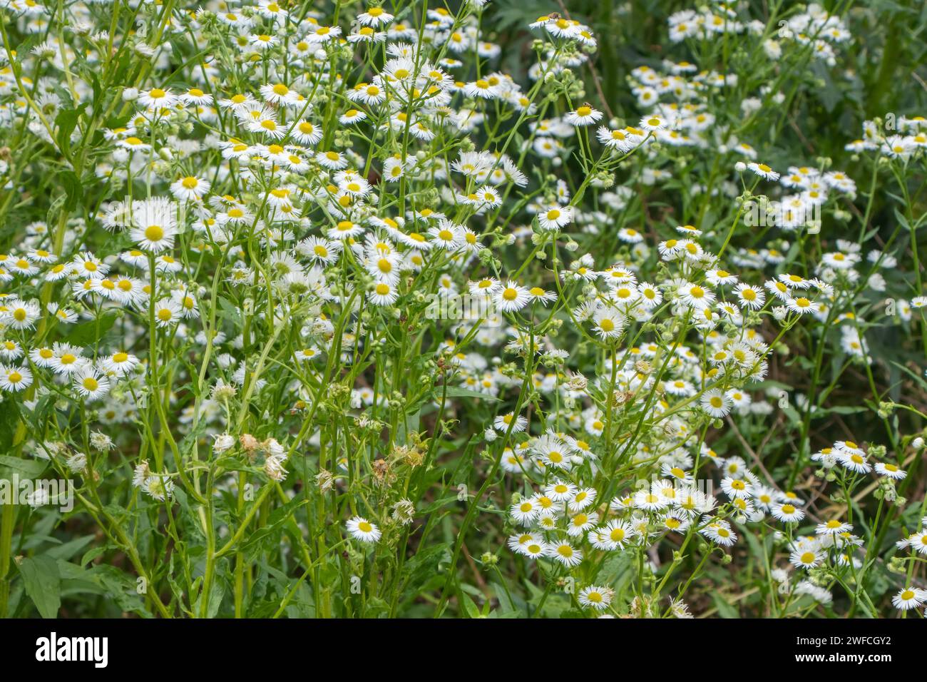 Summer in the meadow, blooms in the wild Erigeron annuus. Stock Photo