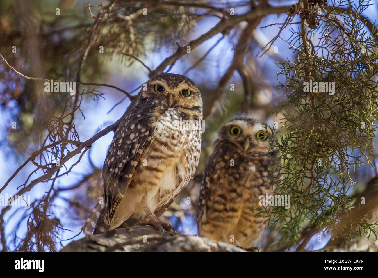 Couple of tree-biting owls - Stock Photo