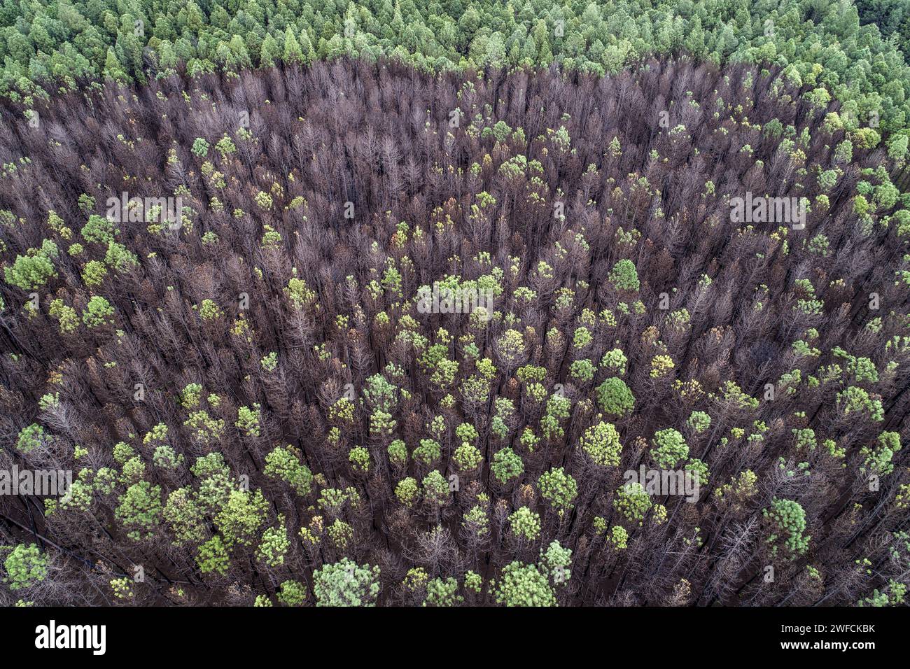Drone view of burned pine forest reserve Stock Photo - Alamy